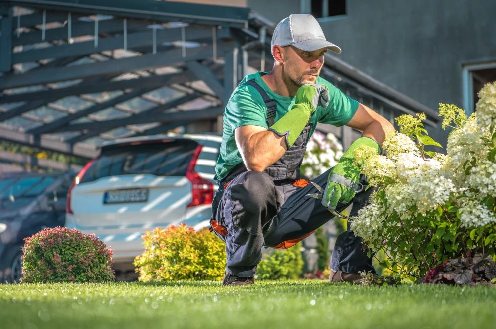 A man wearing gloves and a cap kneels on grass, closely examining white flowers in a garden with a white car and structure in the background.